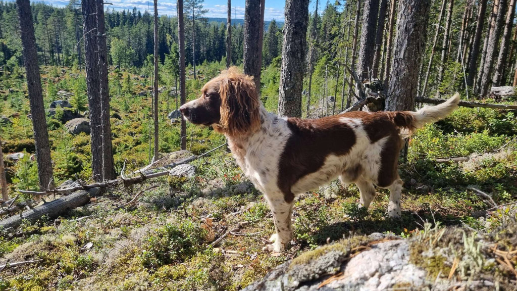 bästa hundförsäkringen jämför hundförsäkring