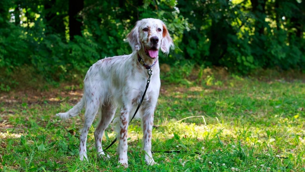 engelsk setter