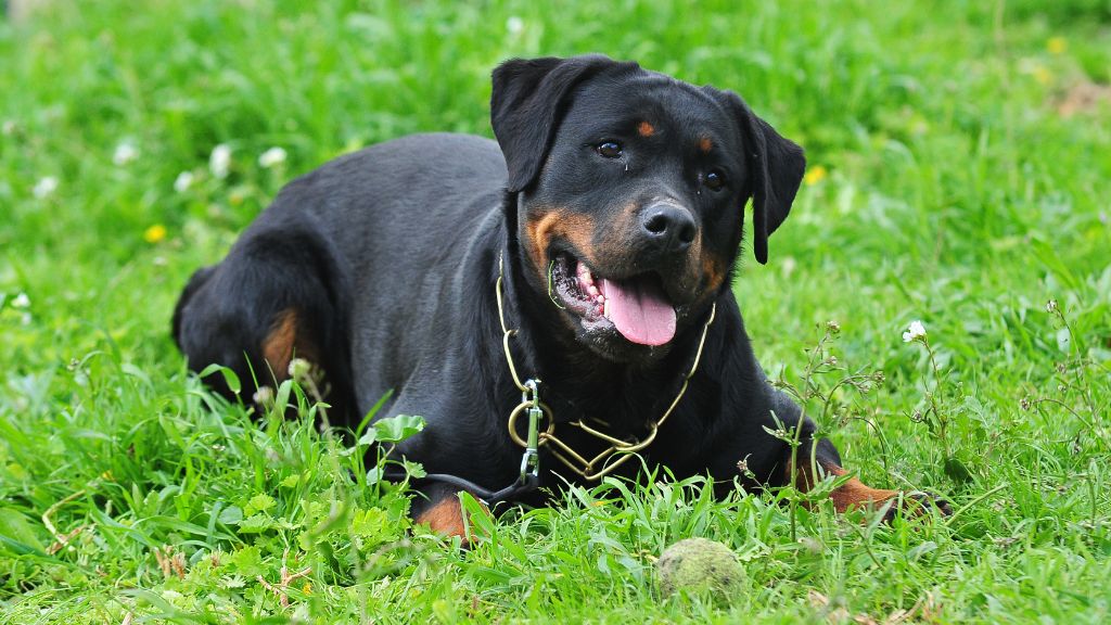 rottweiler